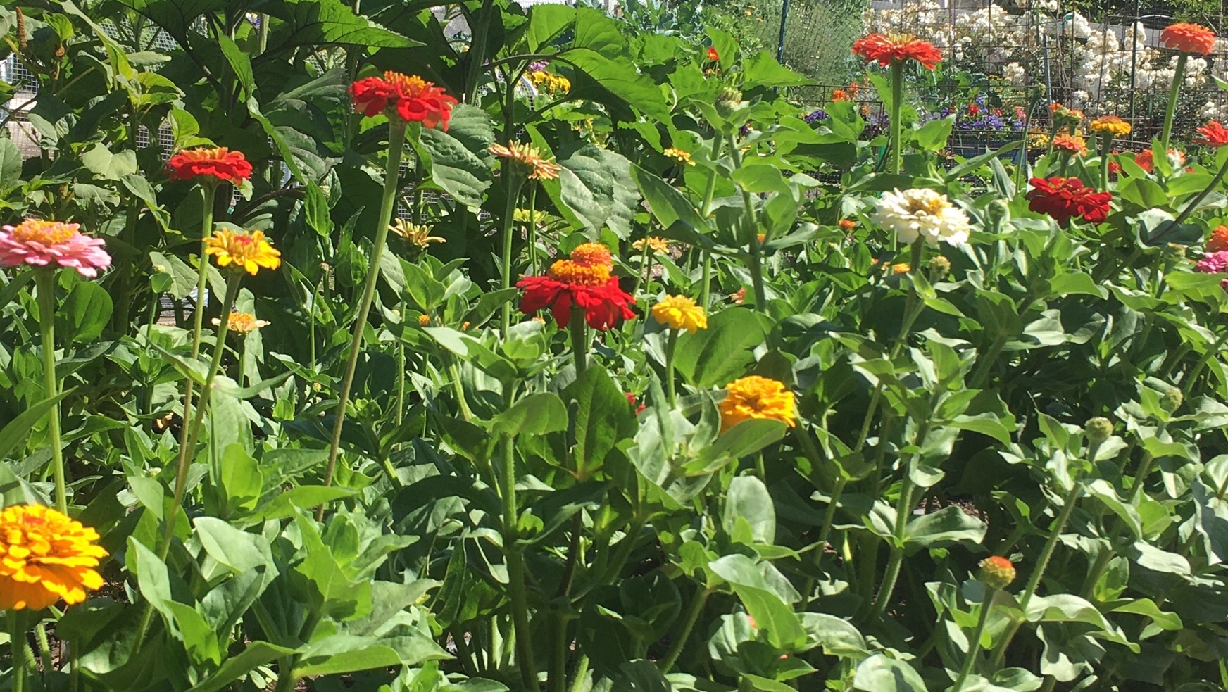 Sunday Special, Save 20% off Plants ..see store for details.